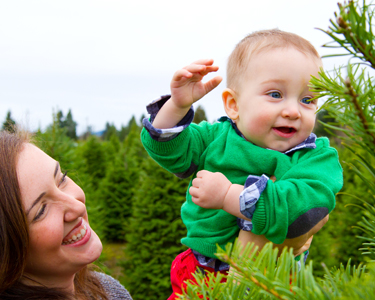Kids Clearwater and Tarpon Springs: Christmas Tree Farms - Fun 4 Sun Coast Kids