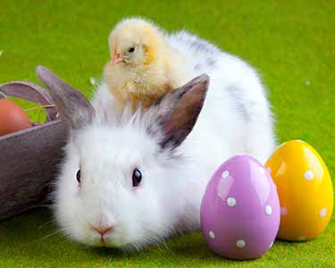 Kids New Port Richey: Easter Bunny Events - Fun 4 Sun Coast Kids