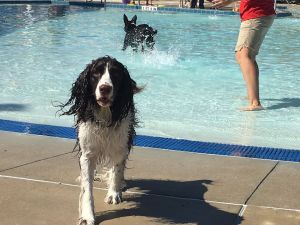 puppy paddle dog swim.jpg