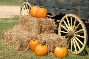 fall festival at wesley chapel district park.jpg