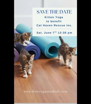 kitten yoga at the florida room.jpg
