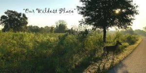 hidden wonders nature walk.jpg