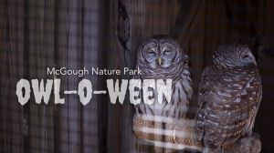 owl.jpg