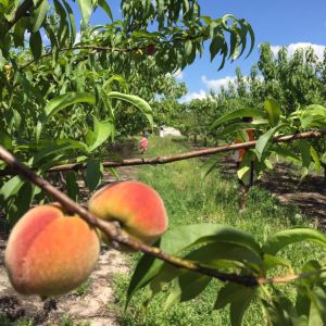 Peachy Keen Orchard