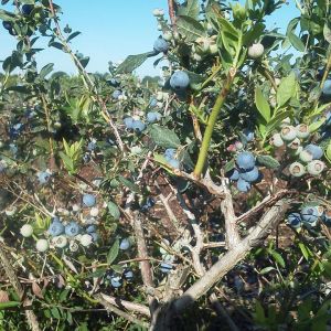 Brooksville Ridge Blueberries