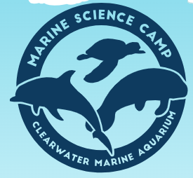 Clearwater Marine Aquarium Summer Camps