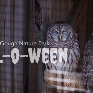 McGough Nature Park Owl-O-Ween