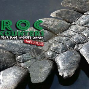 Croc Encounters