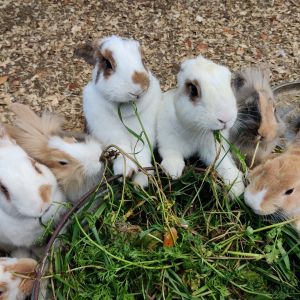 Noah's Ark on Wheels and Noah's Ark Farm