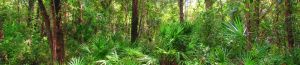 Gladys E. Douglas Preserve