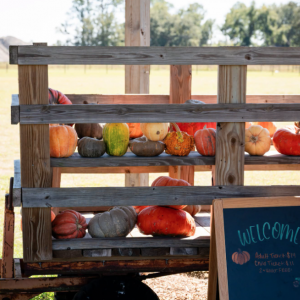 Dade City Farms Fall Festival