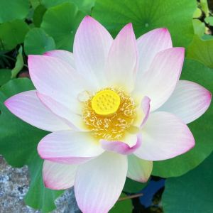 Florida Botanical Gardens Pumpkin Fest
